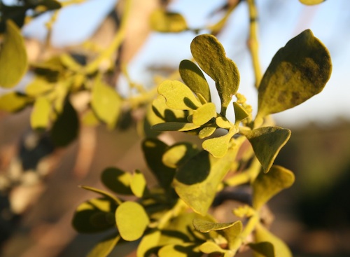 Mistletoe grows on a pear tree in Butts County, Ga.