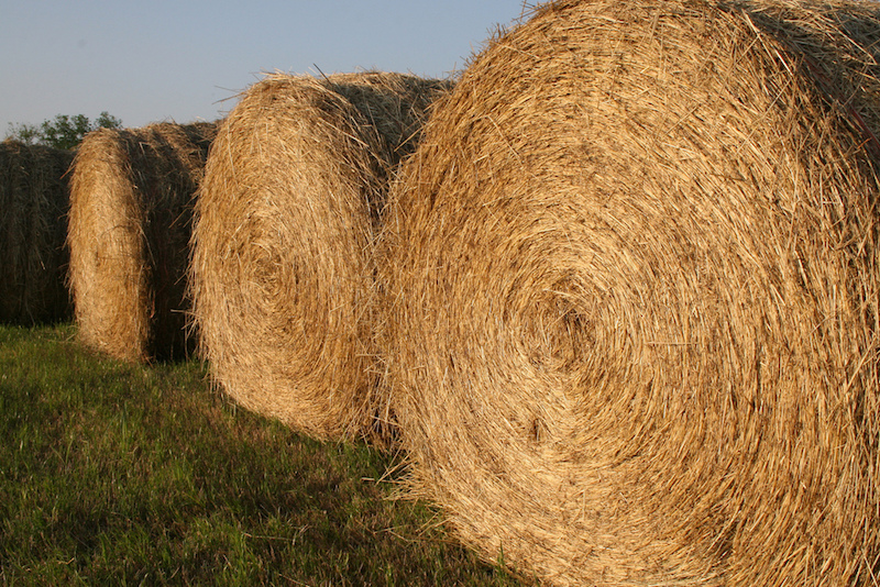 Hay bales outline a field in Butts County, Georgia.