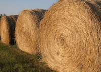 Hay bales outline a field in Butts Co., Ga.