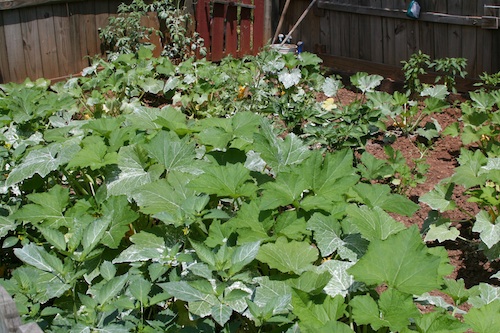 A vegetable garden in Butts Co., Ga.