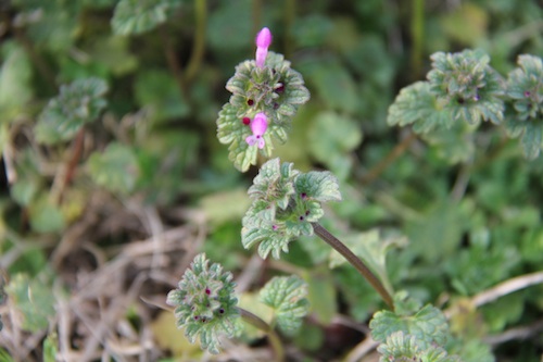 Henbit - weed often found in turfgrass lawns