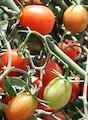 Cherry tomatoes grow on a vine in Albany, Ga.