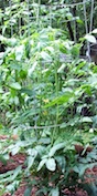 There is still time for Georgia gardeners to plant a late season tomato crop.