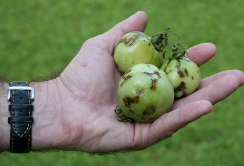 Green tomatoes infected with Tomato Spotted Wilt Virus.