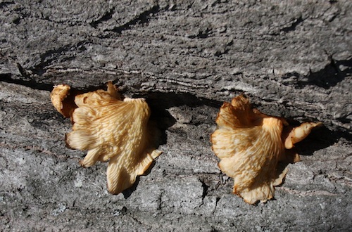 Conks, fibrous but sometimes fleshy fruiting bodies of a wood-rotting fungus, grow on a tree