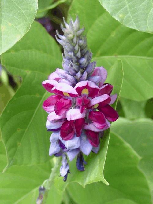 Kudzu flower