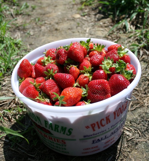 Freshly-picked strawberries