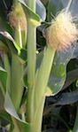 Corn growing in a field in south Georgia.