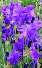 A purple iris grows in a field of iris at Centennial Iris Farm in Traverse City, Michigan.