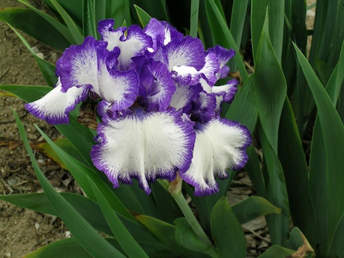 A purple and white iris grows at Centennial Iris Farm in Traverse City, Michigan.