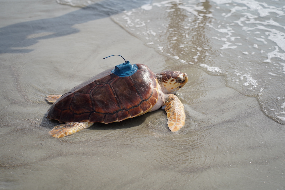Belle the sea turtle, outfitted with a bright blue tracker on her shell, is released to the sea after five years at the Burton 4-H Center.