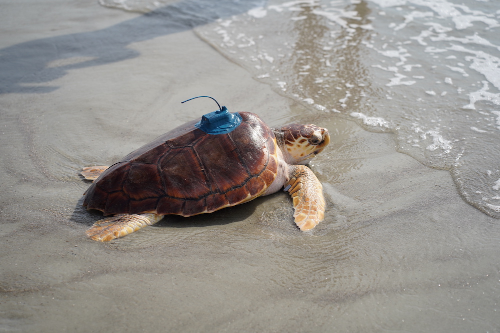 Belle the sea turtle returns to ocean from Burton 4 H Center