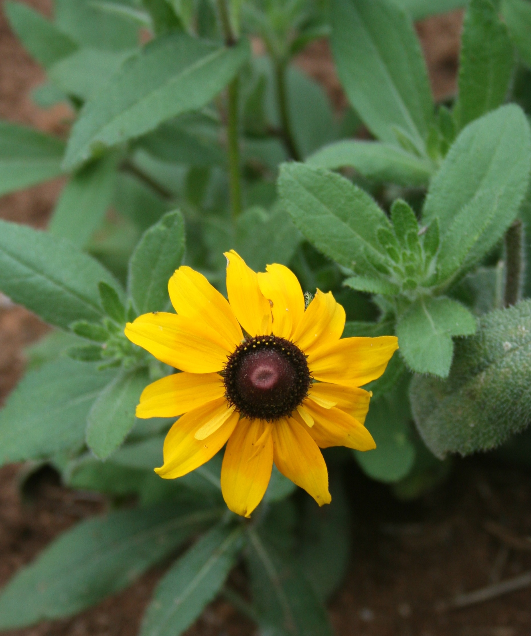 A lone Blackeyed Susan grows on a research farm at the University of Georgia campus in Griffin, Ga.