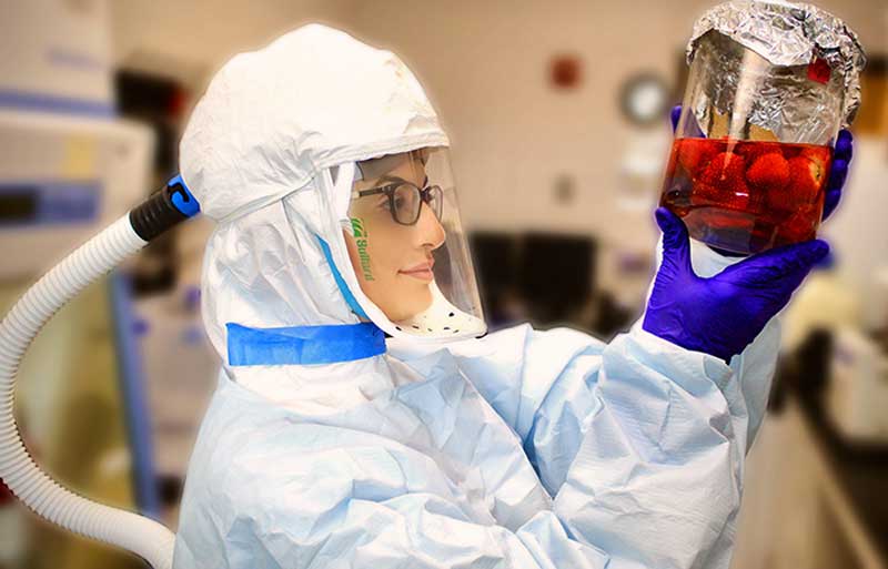 Wearing full PPE in the COVID lab at UGA's Center for Food Safety, researcher Malak Esseili holds up a container of strawberries with aluminum foil across the top.