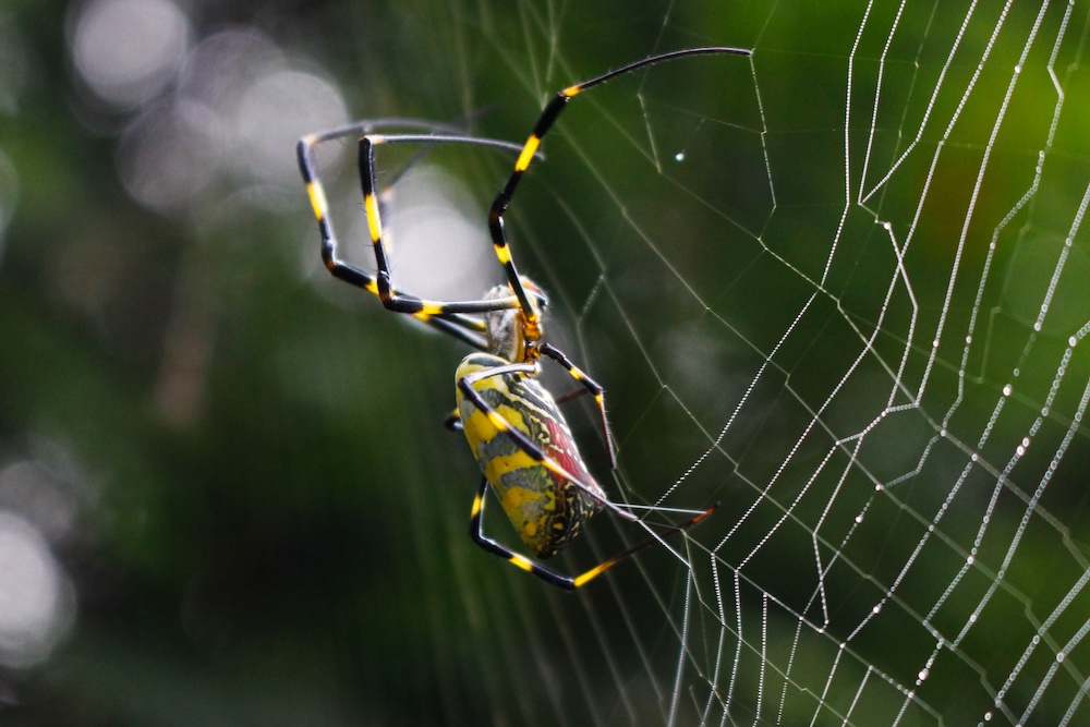 The Joro Watch team is pursuing a number of approaches to Joro spider research, looking into their impact on native species — like pollinators and native spiders — habitat, lifecycle and management. To help facilitate more conclusive research, UGA experts ask that the public help gather critical data by monitoring spider populations in the environment. (Photo by Carly Mirabile)