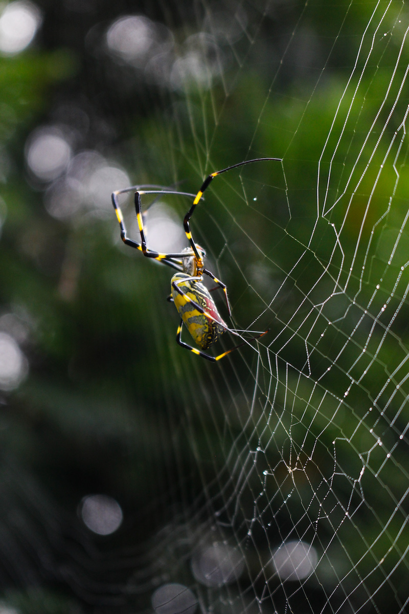 A large, yellow and black spider sits in a golden silk web with blurry green foliage in the background