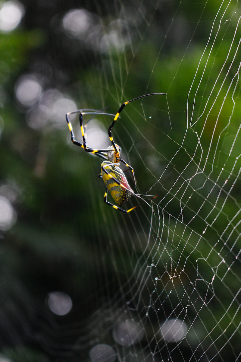 Joro spiders spreading in Eastern US, could be in New York 'next year,'  scientists suggest