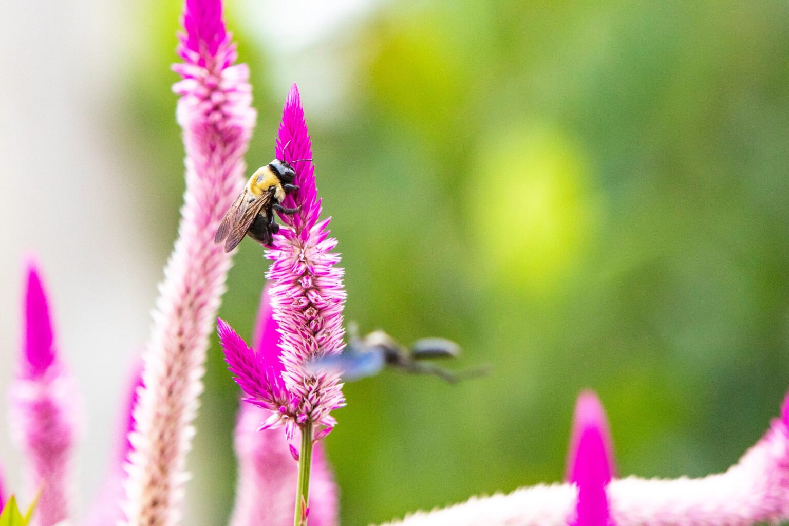 A bee on a flower in the Trial Gardens at the University of Georgia. (UGA file photo)