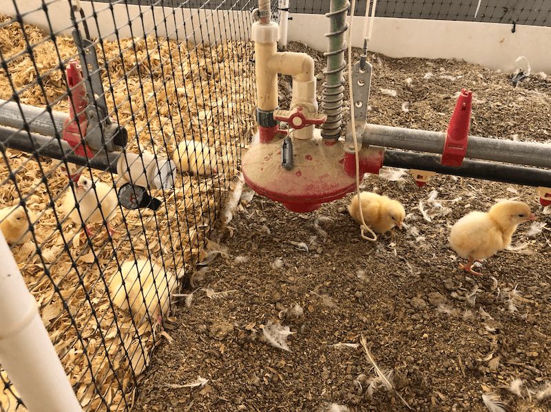 Broiler chicks on floor pens prepared with fresh (left) and reused poultry litter (right).