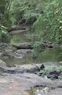 A stream runs through the Westbrook Farm at the University of Georgia campus in Griffin, Ga.