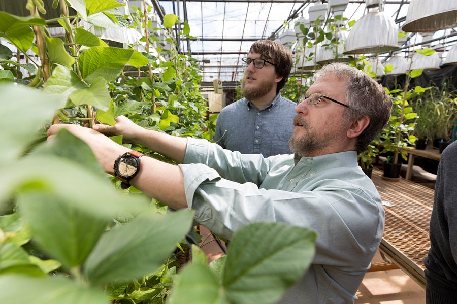 Evan McCoy, left, and Wayne Parrott look up to trellised soybeans, growing in a UGA greenhouse among rows of tables full of soybeans and other plants
