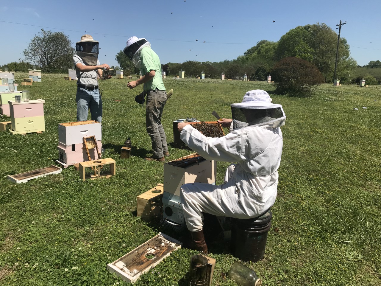 Three researchers wearing bee suits study hives in a field as honeybees fly overhead.
