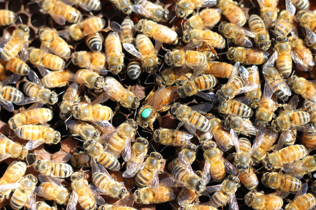 A close-up photo of dozens of honeybees, including one with a pale green dot on its head.