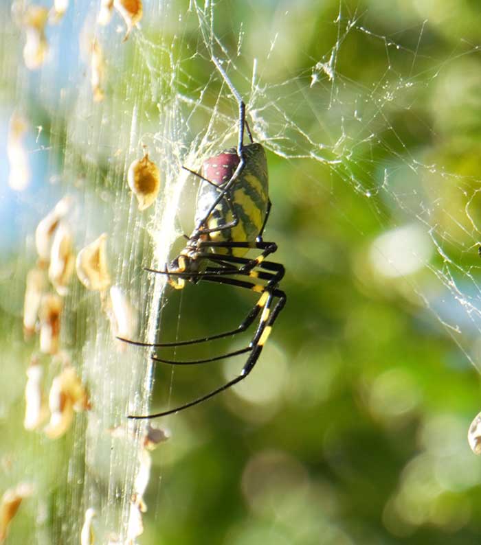 Closeup of a female Joro spider with black and yellow stripes and long balcka dn yellow striped legs suspended in a web flecked with small fallen leaves. 