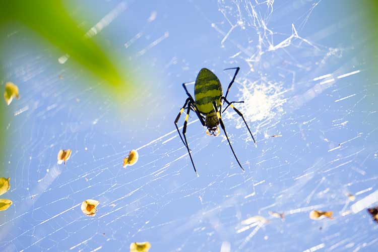 This female Joro is the first of the species documented in Spalding County. UGA researchers are asking citizen scientists to report Joro sightings at jorowatch.org to track the species' spread throughout Georgia.