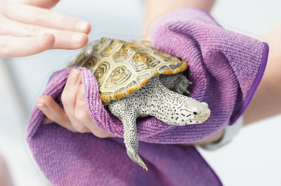 A young student in the Georgia 4-H Environmental Education program reaches out to gently pat a turtle at a Georgia 4-H center.