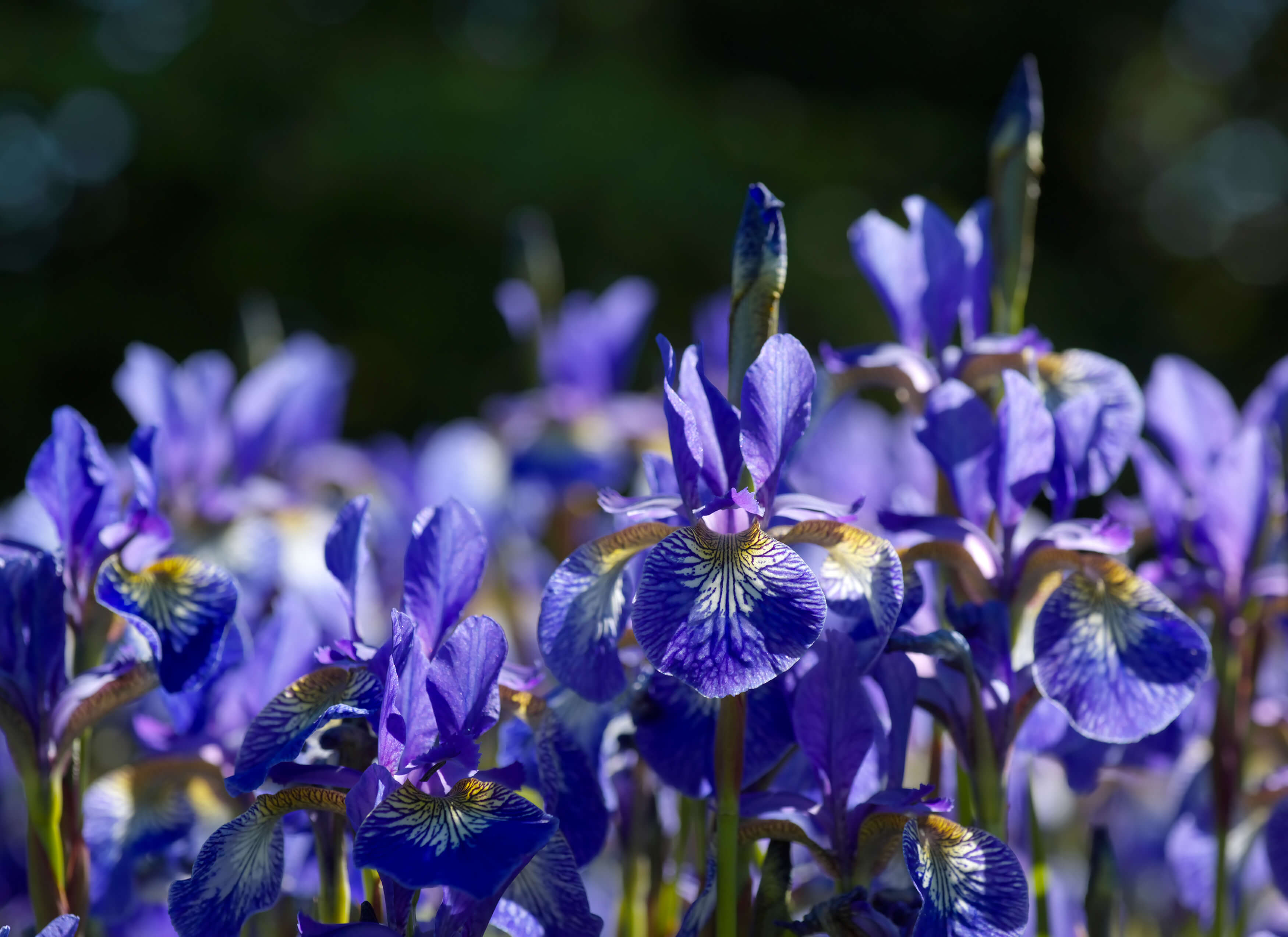 A group of purple irises blooming in spring