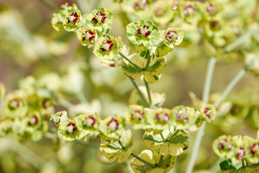 Euphorbia 'Ascot Rainbow' in a garden in Kent, England.