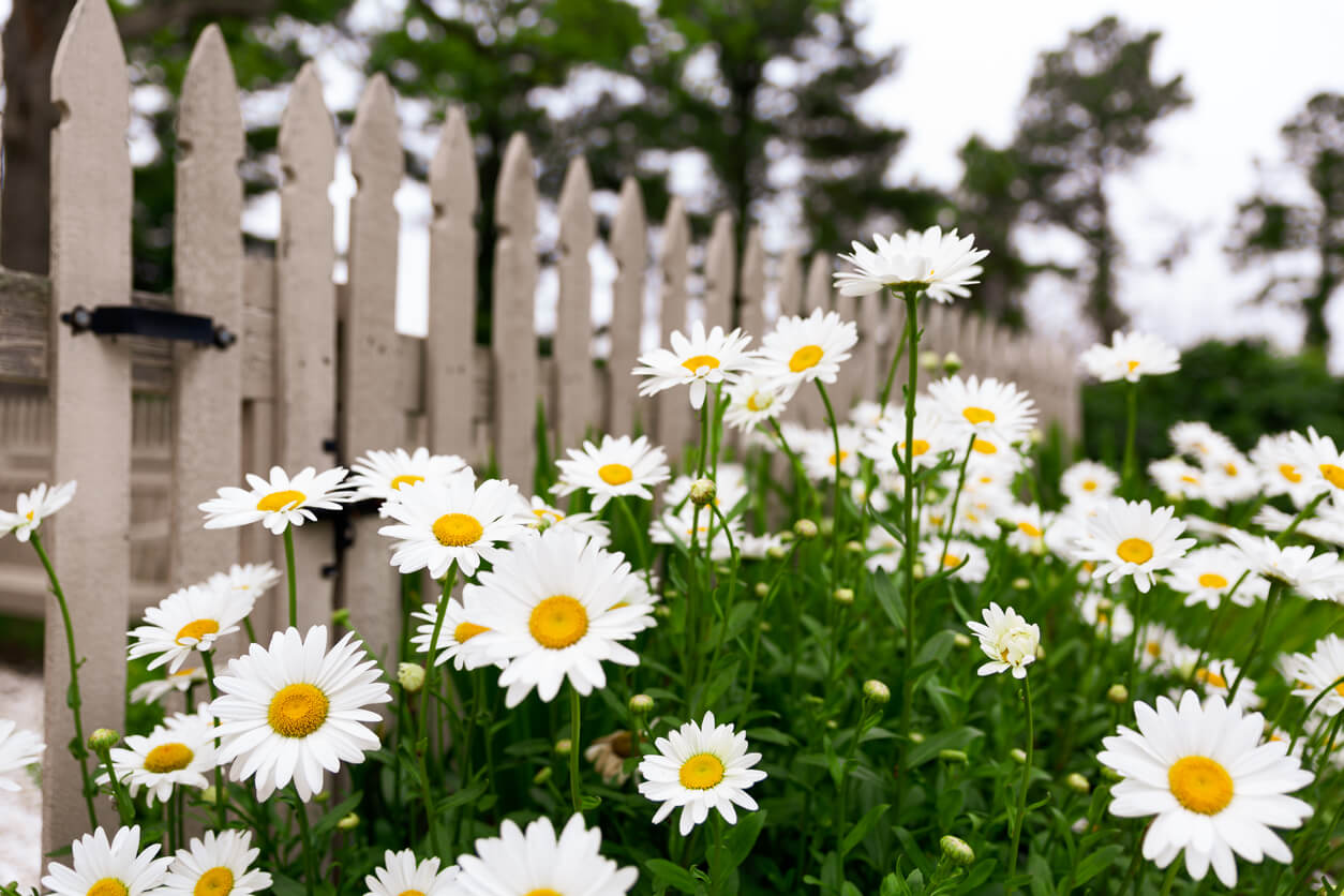 Shasta daisies grow around a white picket fence