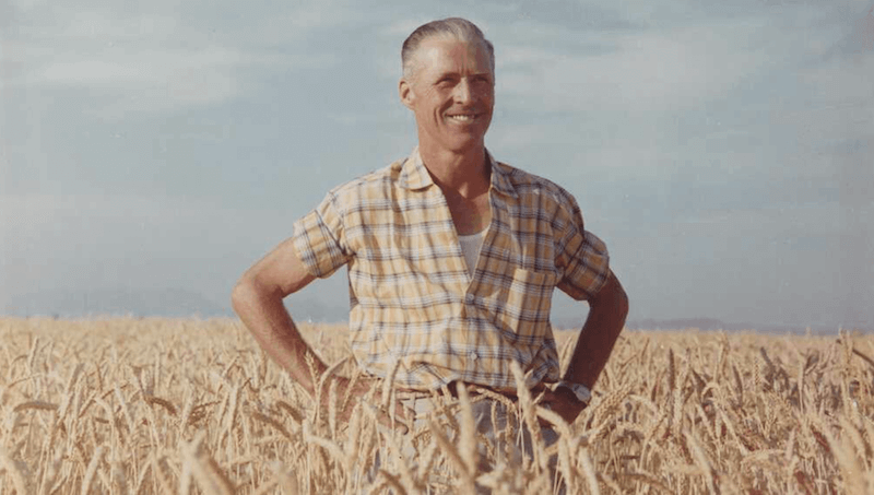Norman Borlaug smiles with his hands on his hips while standing in a waist-high wheat field.