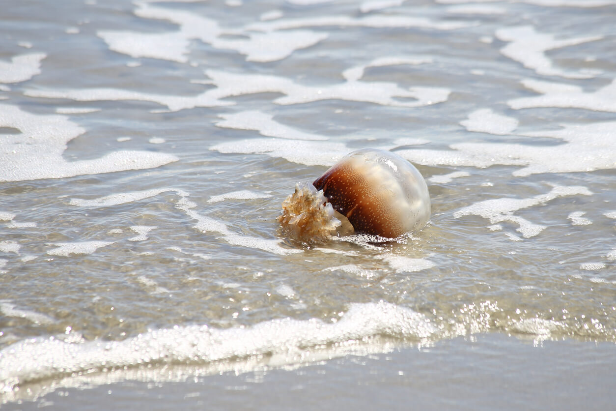 Cannonball jellyfish washed up on a sandy beach