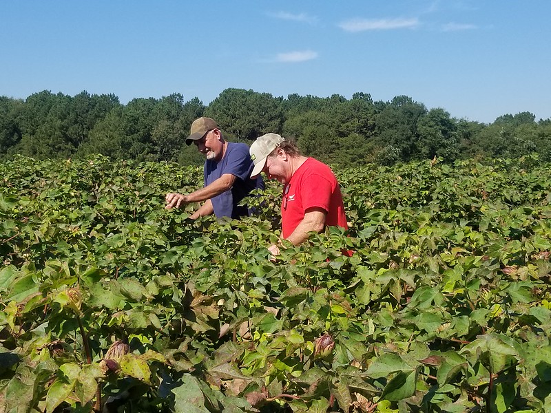Mark Rouark (left) and John Rouark, cotton farmers from Bostwick, Georgia, examine cotton plants in a test plot at the J. Phil Campbell Research and Education Center Field Day. Producers depend on UGA Extension agents for research-based advice to improve production practices. Now UGA faculty are working together to help farm communities under stress.