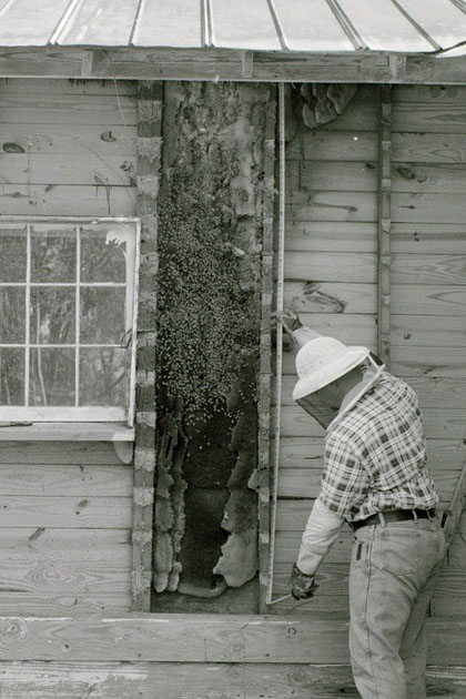 Bees create nesting site in a void through the siding of a home. A beekeeper works to remove the colony from the house.