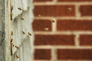 Honeybee Control and Removal