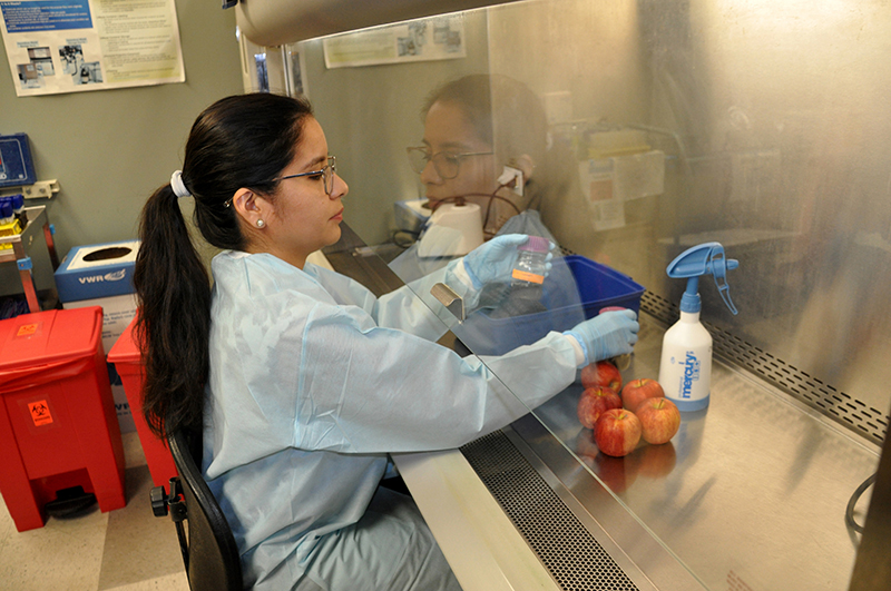 Researcher Martha Sanchez sits in front of a laboratory fume hood preparing apples for study.