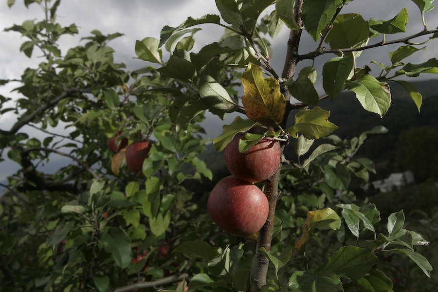 Apples grow at the Georgia Mountain Research and Education Center in Blairsville, Georgia. In Elijay, the “Apple Capital of Georgia,” orchards accumulated more than 700 chilling hours between Oct. 1 and Dec. 30, 2022. (Photo by John Amis)