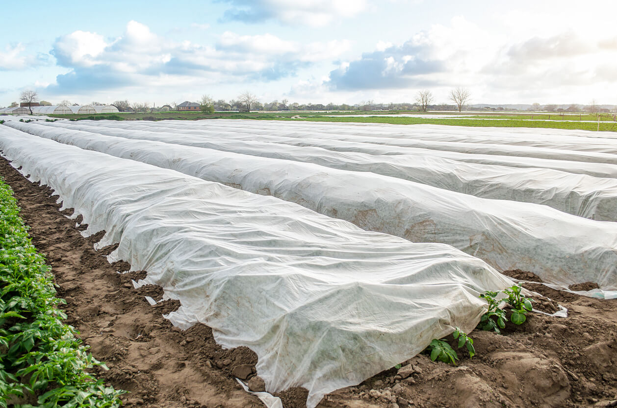 Rows of crops covered under agricultural white fabric for protection from low nighttime temperatures.