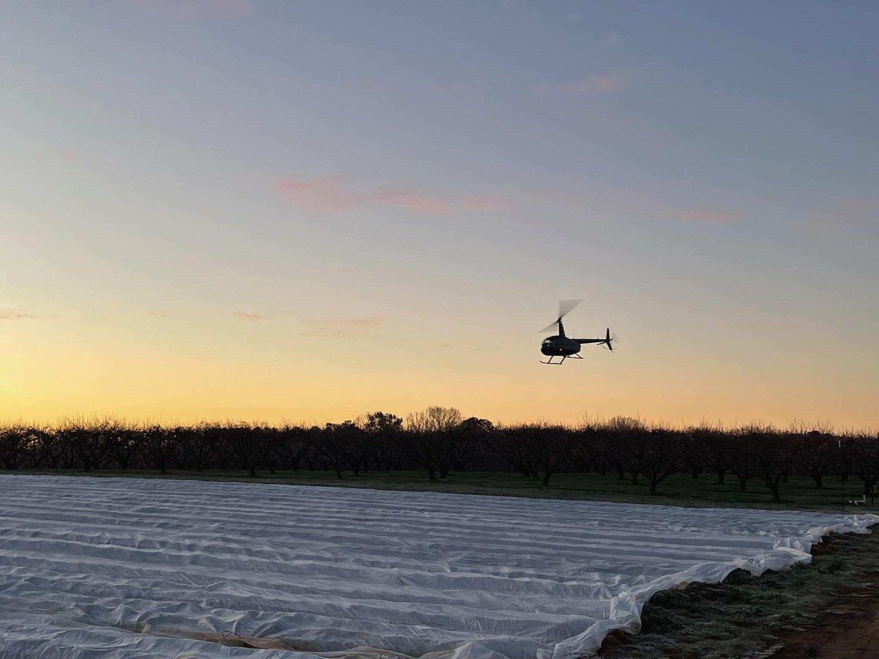 A drone hovers over crop rows covered in light-colored protective fabric