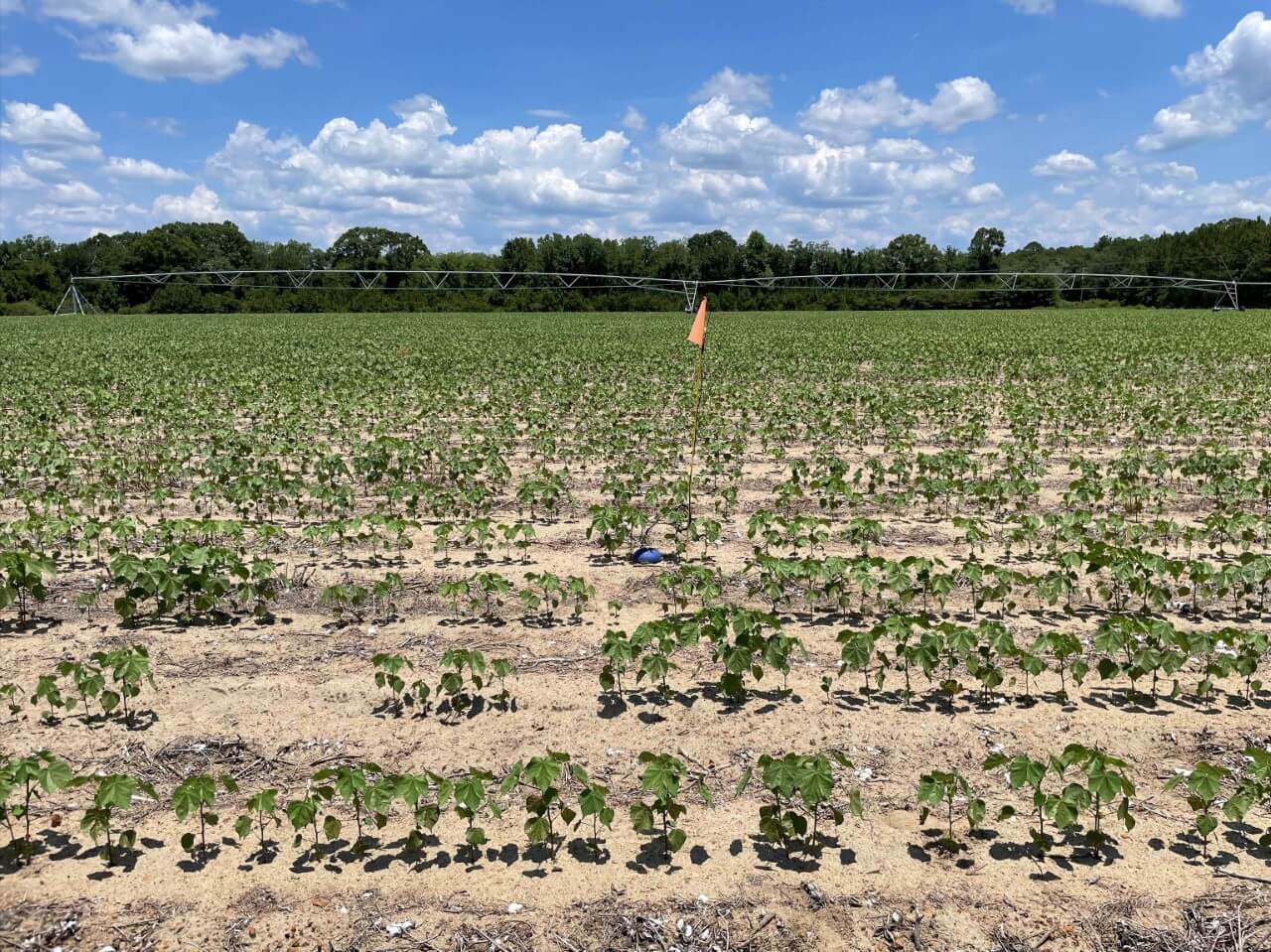 CropX sensor in field