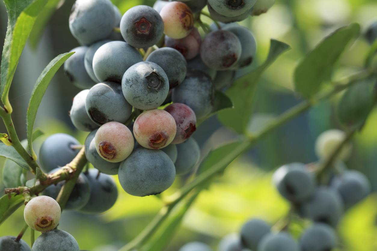 Close-up of rabbiteye blueberry branch with ripe berries