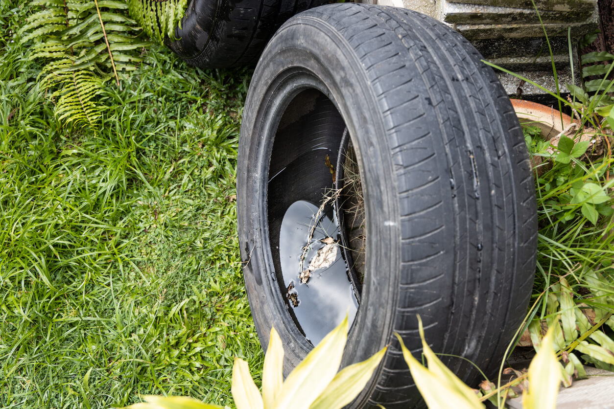 All mosquitoes require standing water for their larval and pupal stages to develop. As a result, any standing water that can be eliminated now is one less site where pest populations can develop when temperatures warm in the coming weeks.