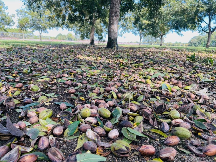 Pecans cover the ground in a pecan orchard on a sunny day in Georgia