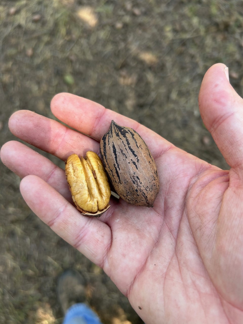 A UGA pecan specialist holds pecan halves in his hand