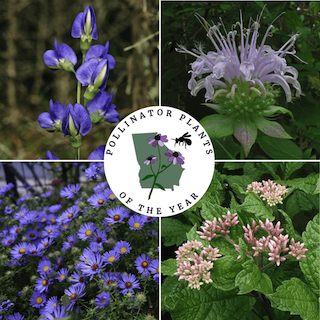 Pollinator Plants