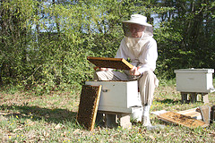 Beekeeper at the UGA Apiary in Watkinsville.