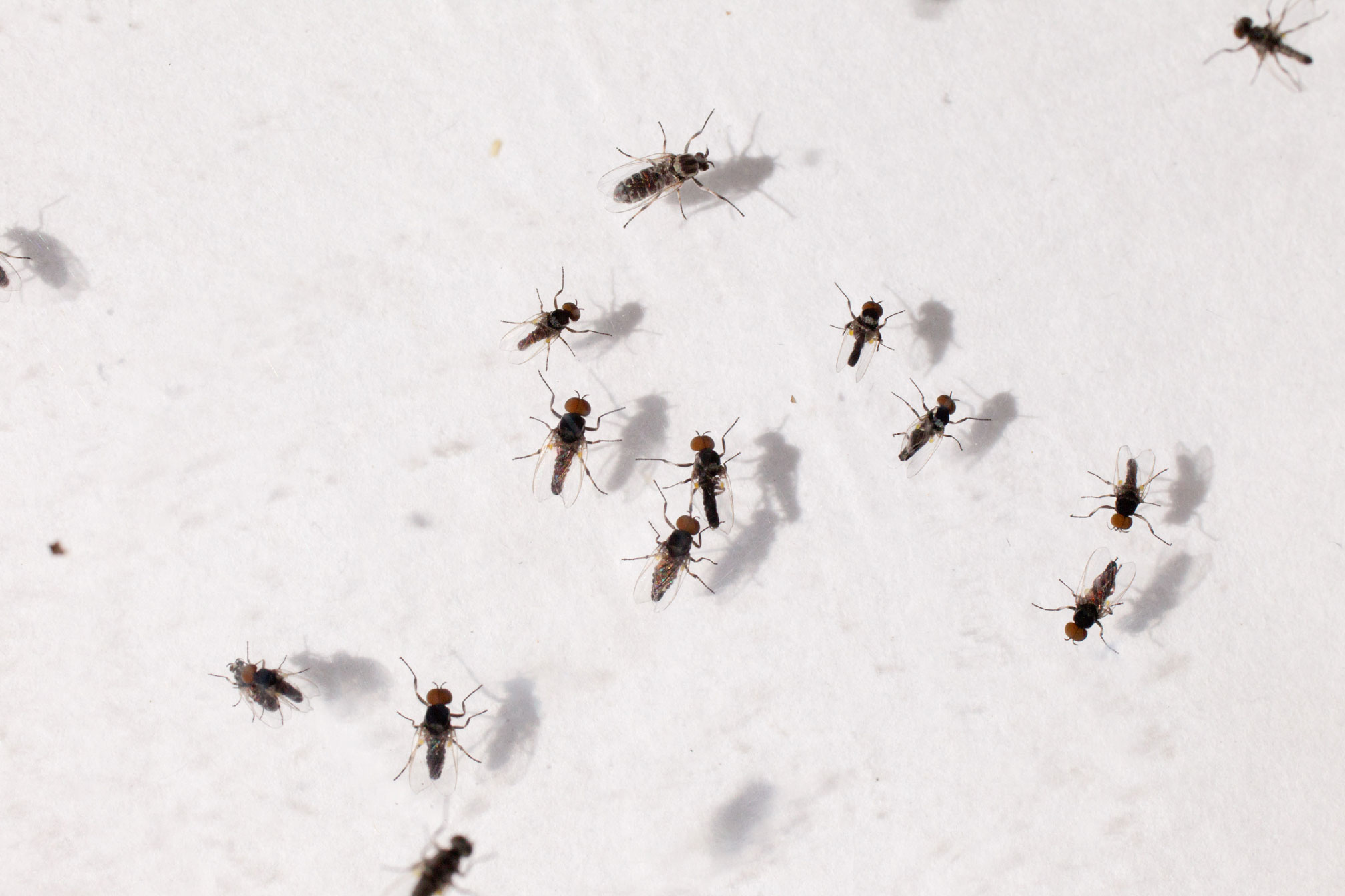 Black Flies UGA Cooperative Extension   Blackflies 